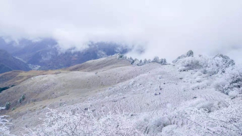 【霧凇|卓西牧場】漫步云端高山牧場，偶遇初冬醉美霧凇